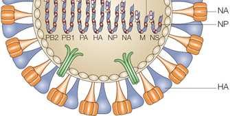 cuscinetto NA neuraminidasi R-NP: RNA