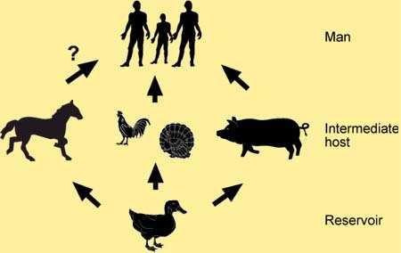 Meccanismi responsabili della emergenza di pandemie nell uomo (antigenic shift) Circolazione uomo-animali Presupposto: i virus di tipo A appartenenti a specie diverse possono scambiarsi materiale
