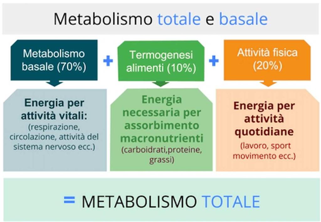 L energia e i macro-micro nutrienti ci servono per: = FABBISOGNO