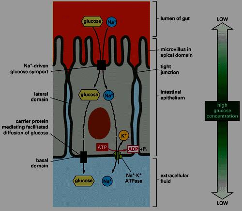 Cellula intestinale Lume intestinale Trasporto di