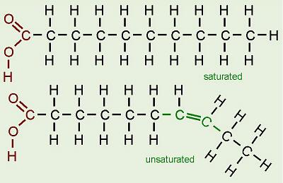 Acidi grassi [1] Sono le principali fonti di energia per alcuni tessuti (es. muscolo cardiaco).