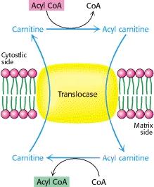 http://themedicalbiochemistrypage.org/fatty acid oxidation.php Acil Carnitina Traslocasi L entrata della acilcarnitina nella matrice mitocondriale è mediata da una traslocasi.