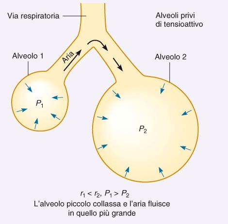 il tensioattivo, una miscela di lipoproteine (dipalmitoil lecitina + proteine)