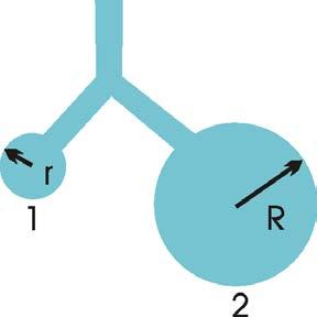 Il tensioattivo stabilizza la struttura dei piccoli alveoli Se due alveoli di dimensioni diverse comunicano tra