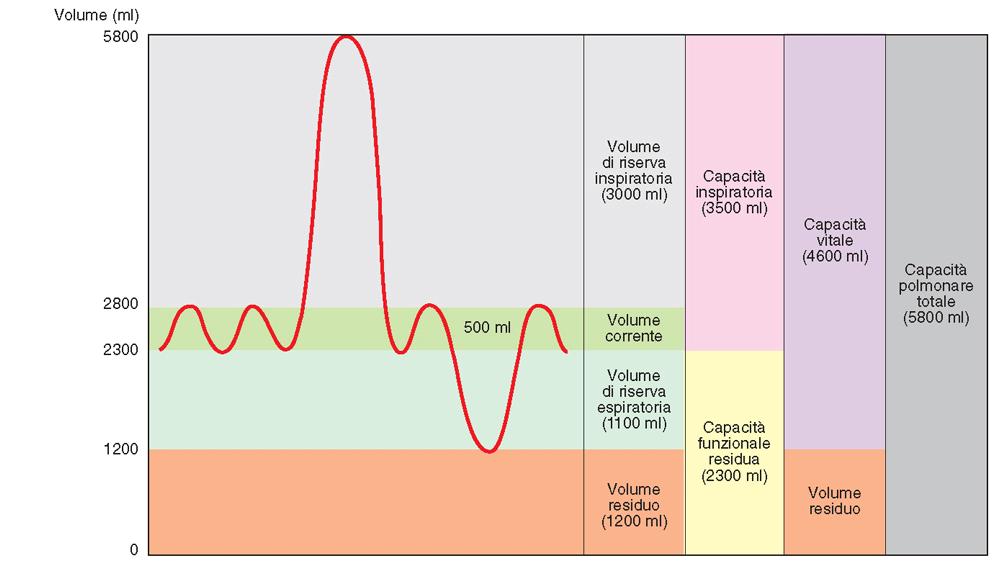 Misura dei volumi polmonari con lo spirometro Volume Volumi e capacità polmonari (ml)