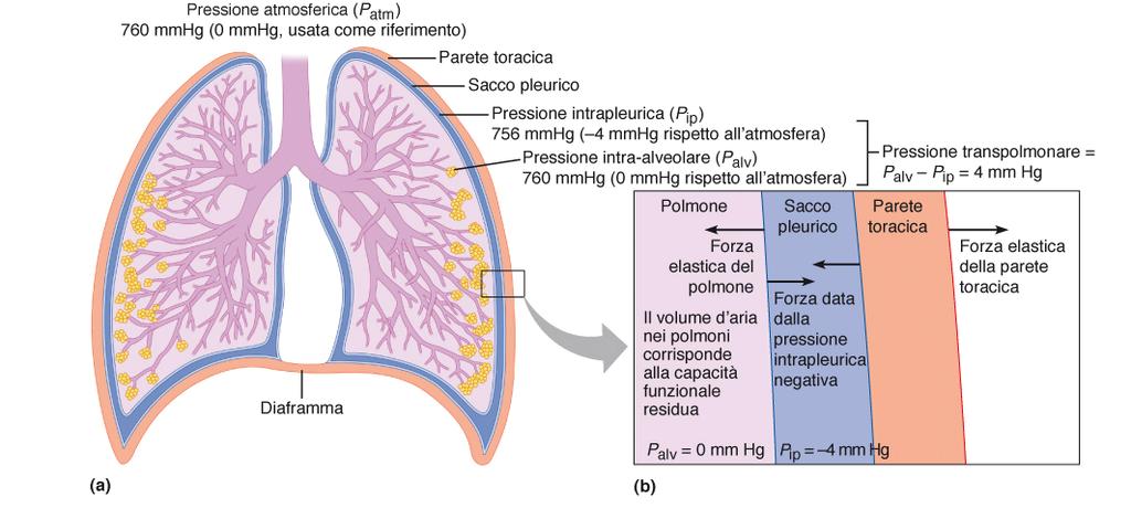 Pressioni respiratorie Pressione atmosferica: 760 mm Hg Pressione intra-alveolare (interno del polmone): 0 mm Hg a riposo (±1 mm Hg)