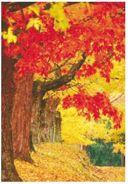 Spettroscopia UV-vis: l autunno Il licopene, il b-carotene e le antocianine si trovano nelle foglie degli alberi, ma i loro colori sono solitamente