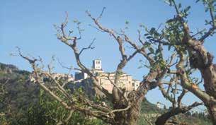 Terreno circostante di 1,5 ha con olivi e vista incomparabile sulla basilica di San Francesco e