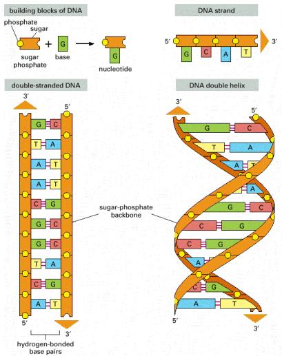 Il DNA esiste prevalentemente in forma di doppia elica antiparallela, in cui due filamenti sono appaiati e avvolti tra loro.