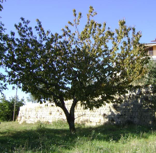 FOTO 16 - Pianta 18 (Prunus avium) FOTO 17 pianta