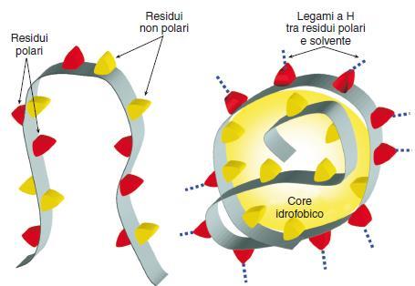 Il ripiegamento inizia sotto la spinta dell EFFETTO IDROFOBICO: la catena polipeptidica si ripiega in modo da costringere le catene non polari ad associarsi tra loro in un CORE idrofobico da cui sono