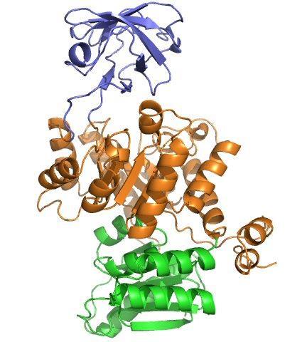 DOMINII (da 30 a 300 residui amminoacidici) Più motivi si possono associare a formare dei DOMINI: Unità distinte di una stessa proteina che si ripiegano indipendentemente.