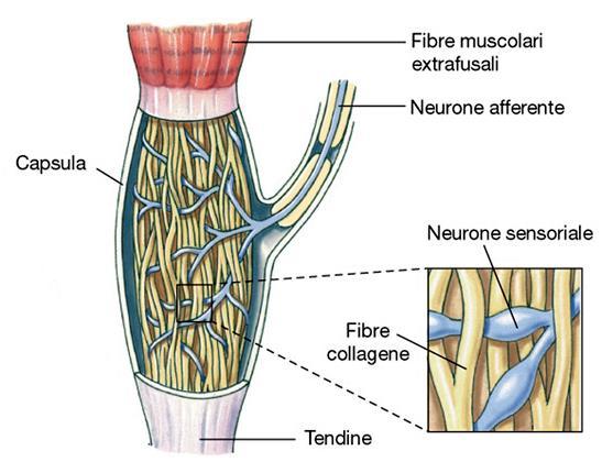 Organo tendineo del Golgi L organo tendineo del Golgi è costituito da neuroni sensoriali intrecciati a fibre collagene.