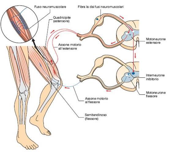 Fuso neuromuscolare e riflesso miotatico Le fibre nervose sensitive del fuso neuromuscolare a livello del midollo spinale prendono contatto sinaptico con il motoneurone α che innerva il muscolo,