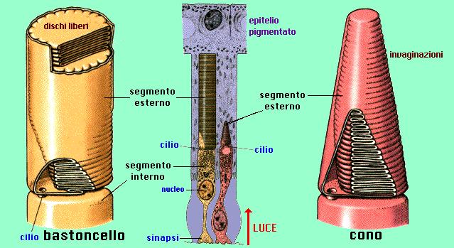 Coni e bastoncelli - morfologia - Sia i coni che i bastoncelli sono formati da due porzioni: segmento interno e segmento esterno.