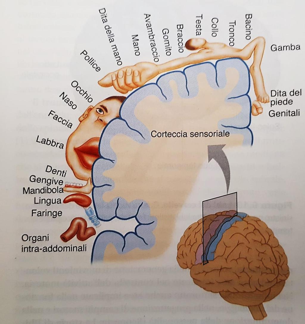 Corteccia somatosensoriale La percezione delle sensazioni somatiche provenienti da tutte le parti del corpo avviene a livello della corteccia somatosensoriale, localizzata posteriormente al solco