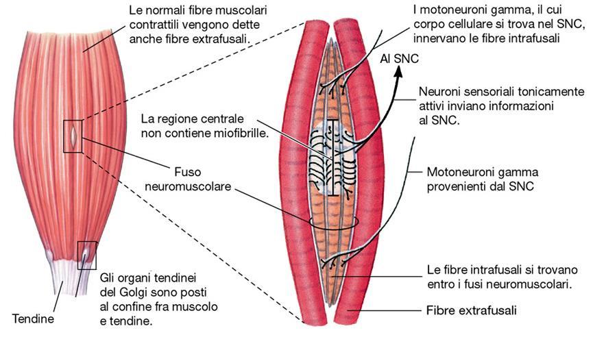 Recettori da stiramento I muscoli e i tendini contengono recettori sensibili allo stiramento: - i fusi neuromuscolari, organizzati in parallelo con le normali fibre muscolari; segnalano la lunghezza