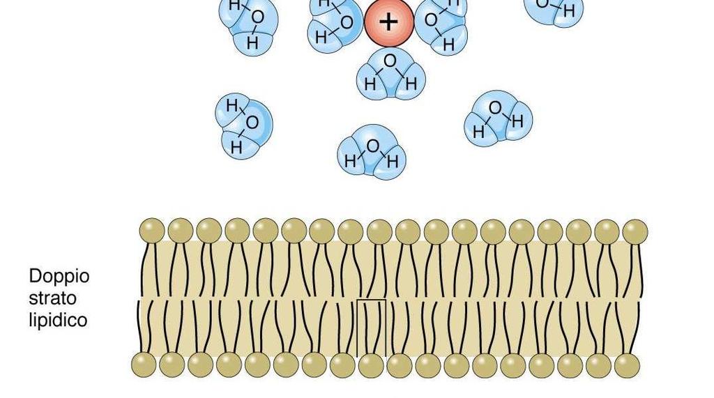 Il passaggio attraverso il doppio strato lipidico è un