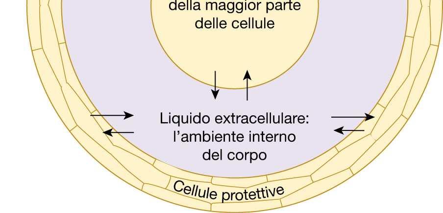 vivente