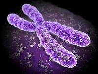 Geni e alleli Nei cromosomi si