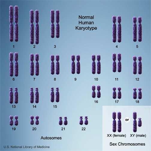 CARIOTIPO In tutto possediamo 46 cromosomi: 22 coppie di