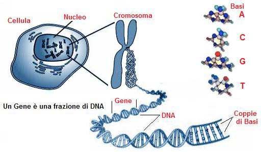 Il gene è costituito da DNA Ciascun gene controlla un carattere fenotipico I geni sono localizzati sui cromosomi I geni segregano con i cromosomi (meiosi) Gli esperimenti di Mendel stabilirono i tre