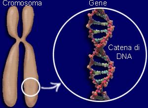 cromosomi.