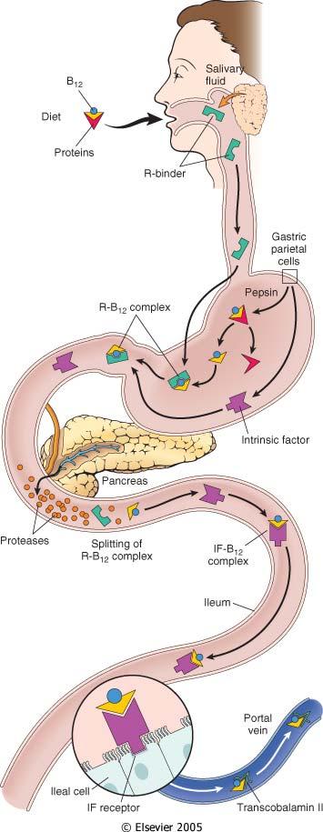 La vitamina B12 è presente nella carne e