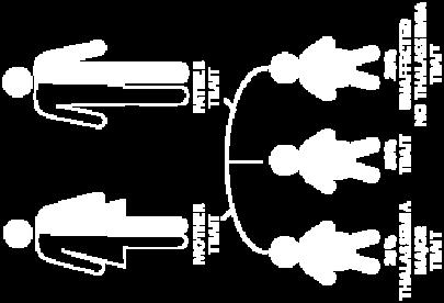 Essendoci 2 alleli β, sono possibili tre condizioni genetiche: