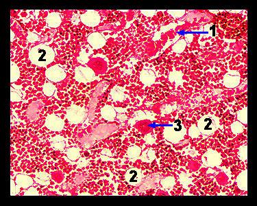 I globuli rossi Formatisi negli isolotti eritropoietici del