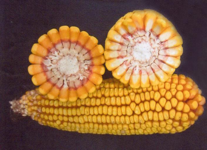 Dimensioni del seme 1. Le dimensioni dei semi dell ibrido di mais derivano da una combinazione tra fattori genetici ed ambientali e possono variare ogni anno in funzione del clima.