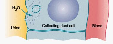 Vasopressin binding activates a G-stimulatory protein (Gs) triggering adenylate cyclase (AC) to produce