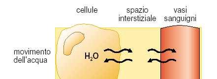 Scambio di fluidi tra intra- ed