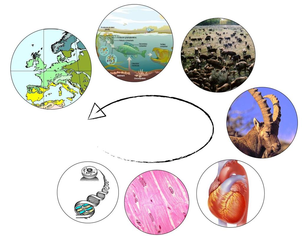 ecologia Gli ambiti di studio della biologia e dell ecologia biosfera biomi ecosistemi comunità