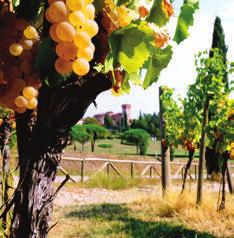 O.C. Friuli Isonzo area there are the 55 hectares,