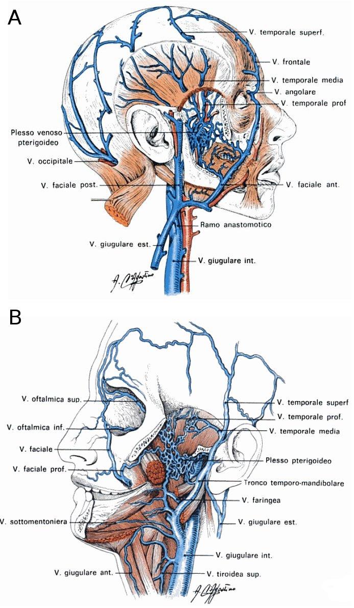 Fig. 1.8: A) Le vene faciali anteriore e posteriore ed il plesso venoso pterigoideo.