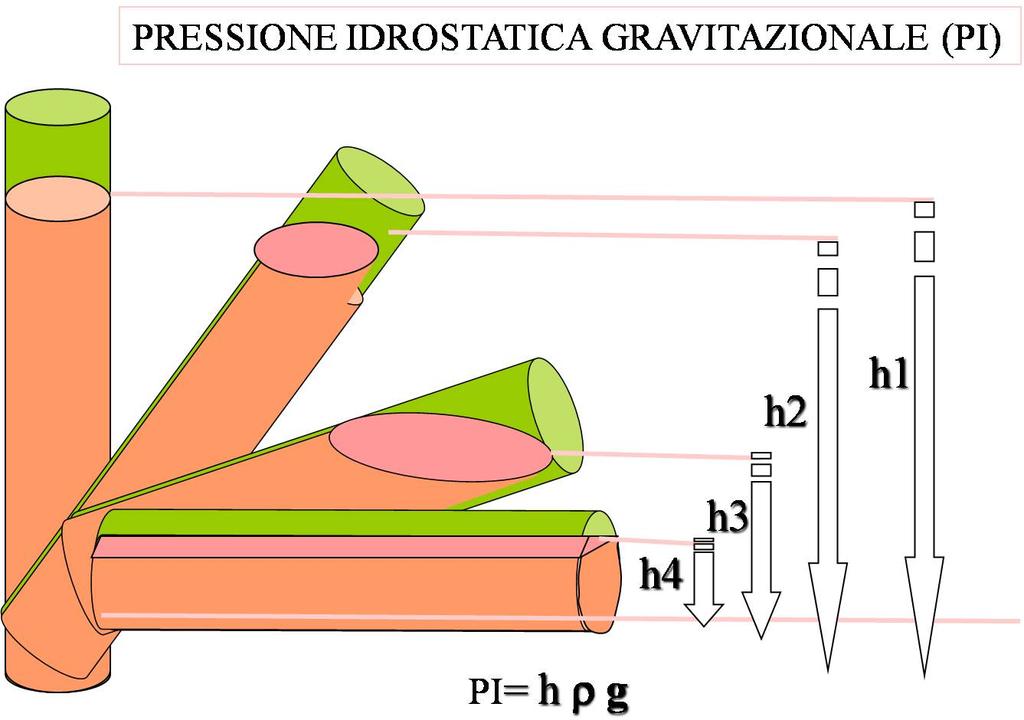 Se viene variata la posizione di questo cilindro, varia anche la PI, e tenendo conto che all interno del cilindro è contenuto un volume di liquido (nel caso delle vene il sangue) si avrà una