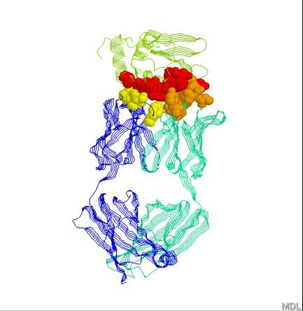 Reazioni Antigene (Ag)/Anticorpo (Ab) Modello Chiave-Serratura Interazione Lisozima/Anti-Lisozima Legami non