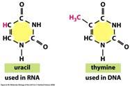 di trna con 61 diversi anticodoni per complementare i 61 codoni