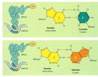 permettendo a G di appaiarsi con U, e all inosina (I) dell anticodone di