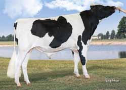 Pinnacle US003135087428 S-S-I MODESTY PINNACLE-ET TV TL TY TD TR TP nato 17/02/2016 Modesty x Montross x (VG 89 DOM) Supersire x (VG 87 DOM) Bookem x (VG 86 DOM) Shottle x (VG 86 DOM) O-Man new