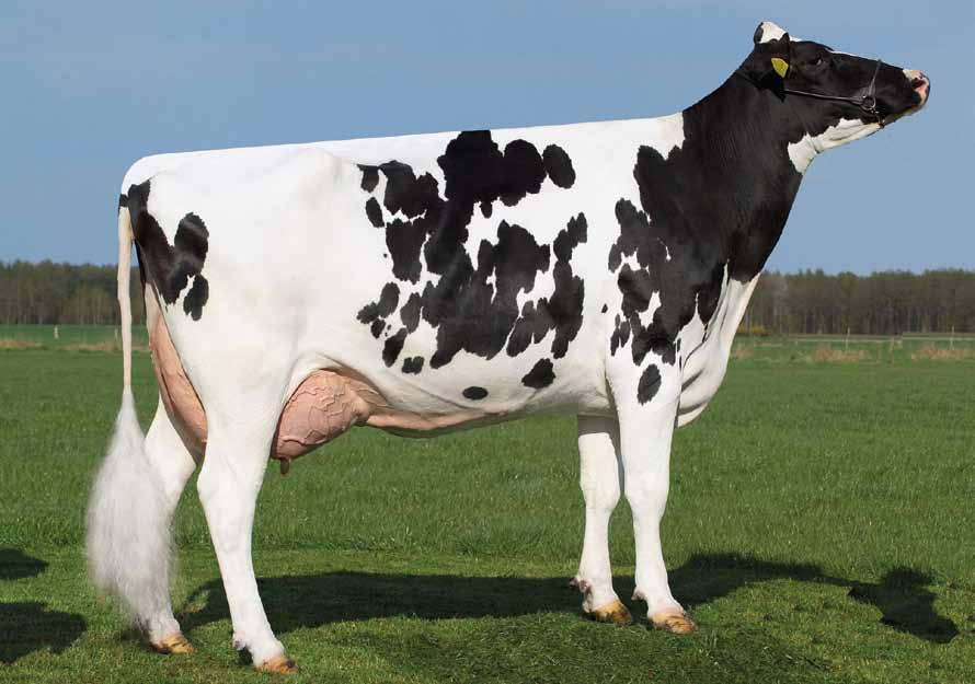 Bestboss DE000357196821 RR BESTBOSS nato 04/03/2014 Boss x (VG-86) Maxim x (EX90) Shottle x (EX-90) BW Marshall x (EX-92-GMD DOM) Aaron x (EX-90-GMD DOM) Elton BOSS X MAXIM X SHOTTLE X BW MARSHALL X