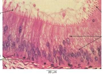 EPITELIO CILINDRICO SEMPLICE PSEUDOSTRATIFICATO L'epitelio cilindrico semplice