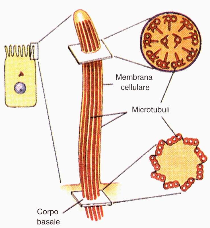 ciglio le ciglia sono estroflessioni citoplasmatiche dotate di motilità propria; il