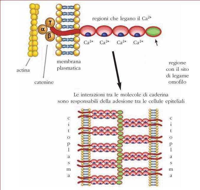caderine Molecole di adesione cellulare