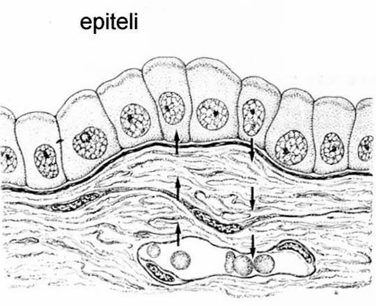 Gli epiteli sono privi di vasi sanguigni.