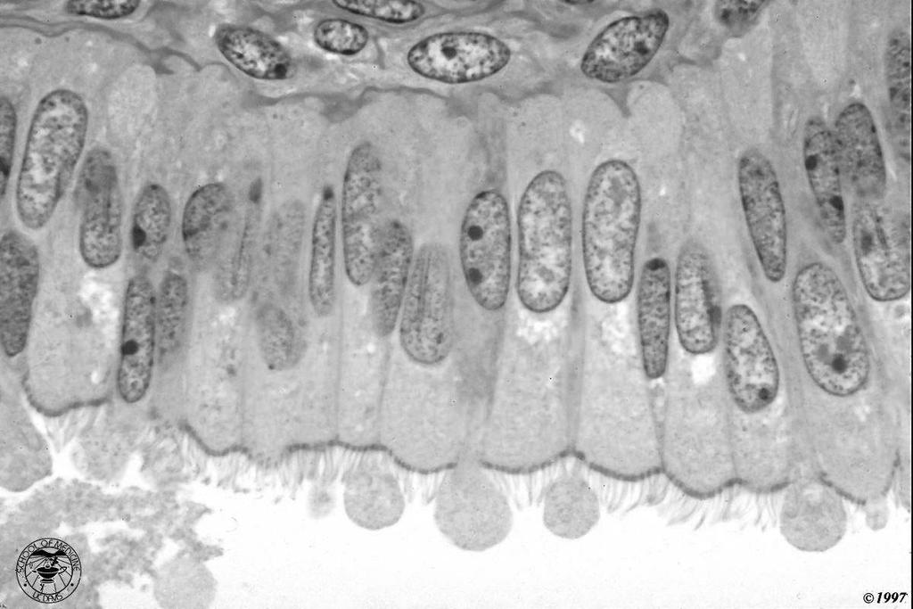 ovidotto: esempio di epitelio cilindrico semplice questo particolare epitelio è ciliato ; il battito delle ciglia favorisce il movimento di muco lungo il lume della Created by G.