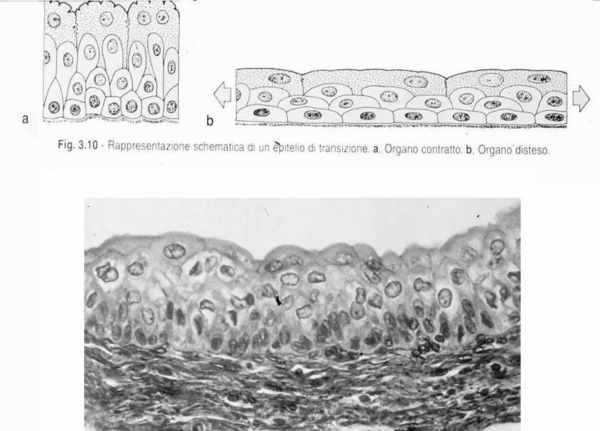 Epitelio di transizione In una sezione istologica appare tipicamente tristratificato con cellule basali, intermedie e superficiali ma, in realtà, è pseudostratificato e formato essenzialmente da due
