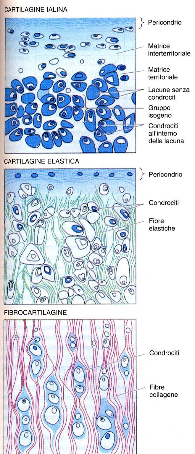 Il tessuto cartilagineo (t.