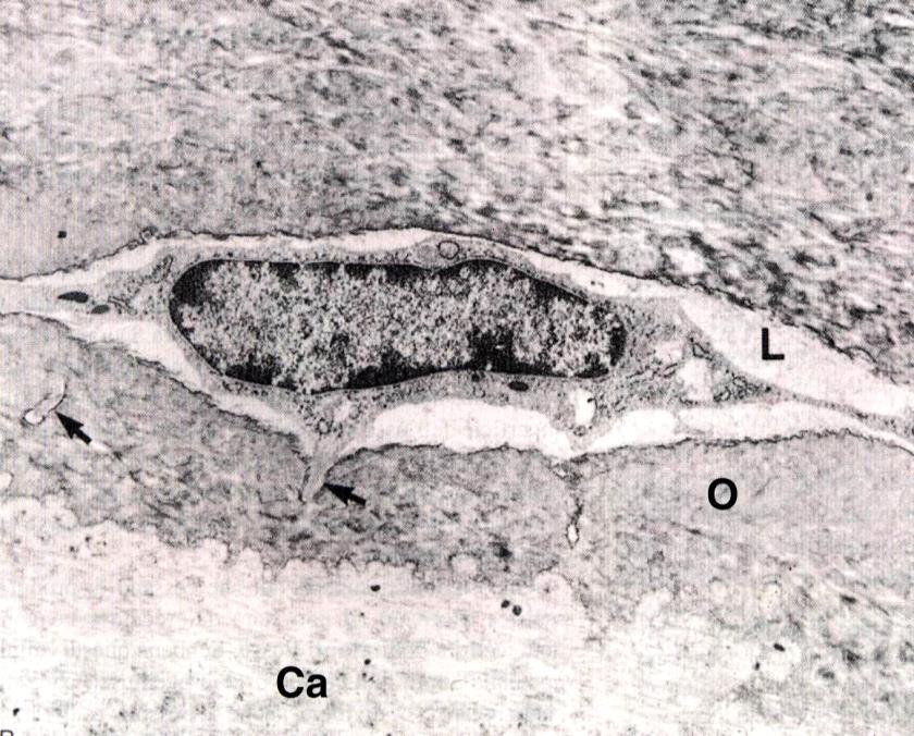 Osteoblasti spazio periosteocitico (liquidi extracellulare= volume di 1,3 litri) riassorbimento 20 g ione Ca che raggiunge il torrente circolatorio Osteociti -cellule mature dell osso -è uno stadio